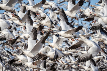 Large flock of snow geese on spring migration north land in  field at Middle Creek Wildlife...