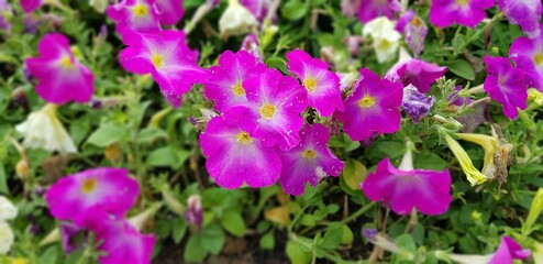Obraz premium flower