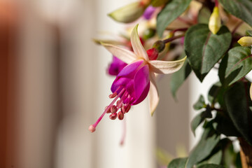 fuchsia