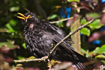 Blackbird on a branch