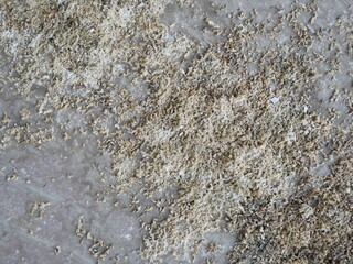 many bird poop or bird shit on the cement floor.
