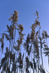 Tall cane stalks with fluffy and orange tops, illuminated by the sun against the backdrop of a blue evening sky.