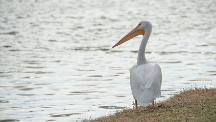 Fototapeta na wymiar Title: American White Pelican