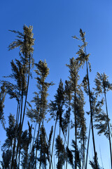 Tall cane stalks with fluffy and orange tops, illuminated by the sun against the backdrop of a blue evening sky.