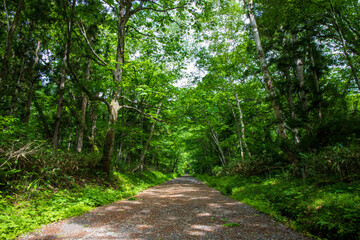 Obraz premium path in the forest