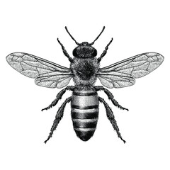 Hand drawn Honey bee illustrated in a vintage style. 