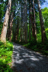 Fototapeta premium path in the woods
