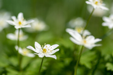春の野山に咲く白い可憐な花　ニリンソウ
