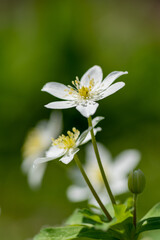 Obraz premium 春の野山に咲く白い可憐な花 ニリンソウ 