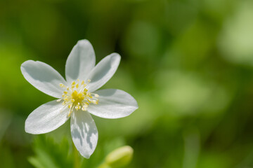 Obraz na płótnie Canvas 春の野山に咲く白い可憐な花　ニリンソウ 