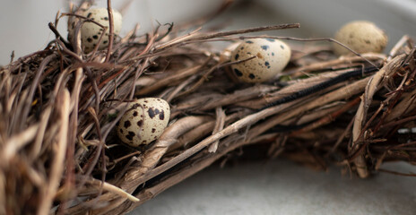 Speckled quail eggs lie on the branches.