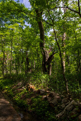 trees in the forest