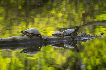 The family of marsh turtles warms in the sun, sits on a log.