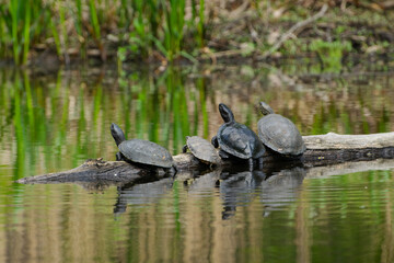 The family of marsh turtles warms in the sun, sits on a log.