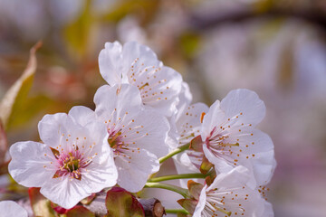 Beautiful nature scene with blooming tree and sun flare. Sunny day. Spring flowers. Beautiful Orchard. Abstract blurred background. Springtime Spring border or background art with pink blossom.