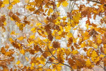 USA, Maine, Mt. Desert Island. Acadia National Park autumn foliage.