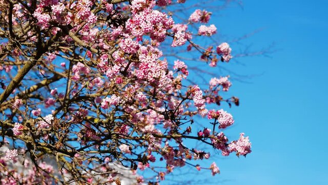 Bees flying around the flowers of a tree at Lake Brienz. Turquoise calm water, majectic alps