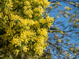Naklejka na ściany i meble Yellow mimosa blossom, photographed in a London park in spring.