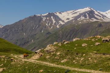 Cow near Xinaliq (Khinalug) village, Azerbaijan