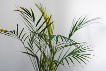 close-up of palm tree with lush leaves in pot indoor on white