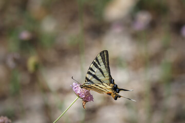 Fototapeta na wymiar The scarce swallowtail (Iphiclides podalirius) is a butterfly belonging to the family Papilionidae.