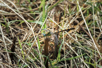 Naklejka na ściany i meble Onychogomphus forcipatus, the small pincertail or green-eyed hook-tailed dragonfly