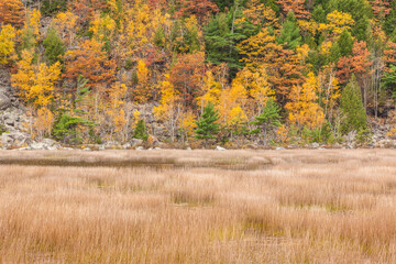 Fototapeta premium USA, Maine, Mt. Desert Island. Acadia National Park autumn foliage by The Tarn.