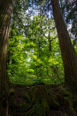 Fototapeta premium tree in the forest