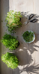 Top view of growing and cutting microgreens