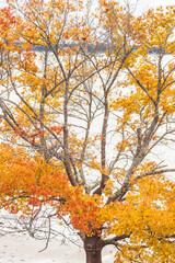 USA, Maine, Mt. Desert Island. Seal Harbor with autumn foliage.