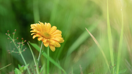 Yellow  chrysanthemum with spring scene