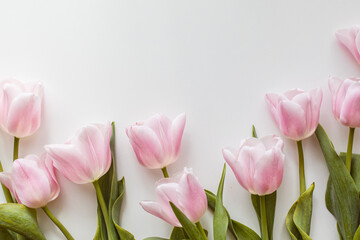 Pink tulips bouquet over the white background