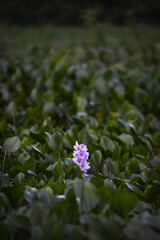 Water hyacinth (Eichhornia crassipes) in the Guaporé - Itenez river, border between Brazil and Bolivia.