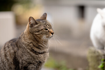 【猫】綺麗な野良猫【動物】