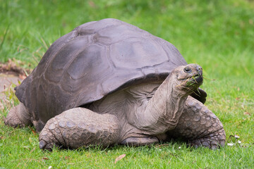 Obraz premium Aldabra Tortoise Quietly Eating Grass