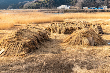 日本　北上川黄金色ヨシ原のヨシ刈りヨシ束