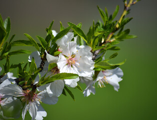 almond flower in spring 