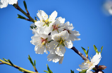 Obraz premium almond flower in spring 
