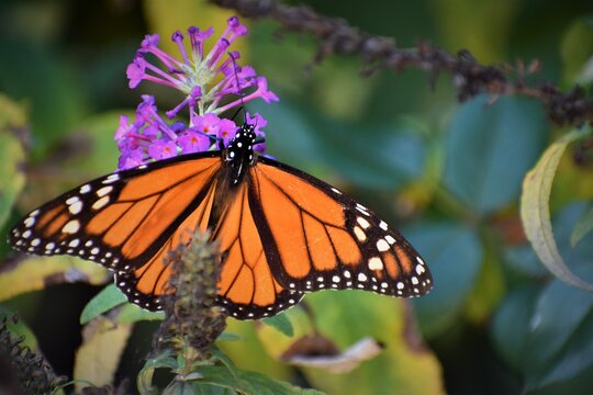 monarch butterfly on flowers in a garden in texas in spring time