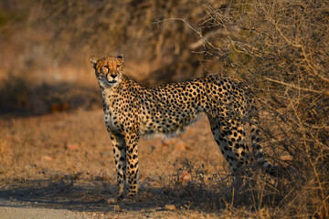 A cheetah (Acinonyx jubatus) by the side of a dirt road on Kruger National Park, South Africa.