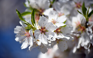 almond flower in spring 
