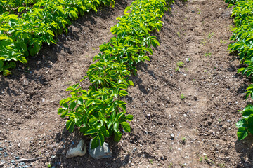 Drills or rows of organic potatoes growing in a farmer's garden. There are trees growing in a wooden area in the background.  The plants are tall, rich green with lots of leaves. The brown soil is dry