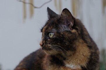 Katze in der natur