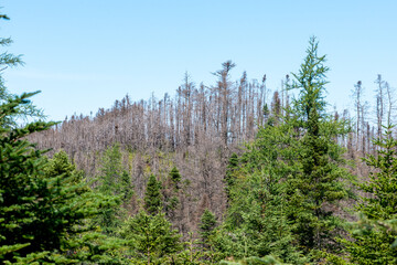 A forest of various sized trees with a large area that has been destroyed by a forest fire. The damaged trees are burnt with charred wood. The area is surrounded by vibrant green healthy forest. 