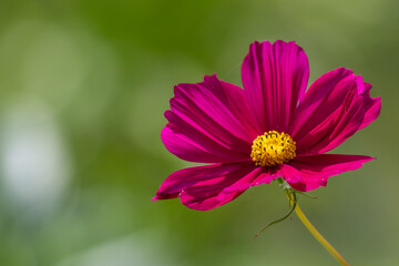 Obraz premium A pink cosmos flower with dainty pink peddles and a yellow center. The medium sized bloom has a thin green stem that stands up to 5 feet. The petals are cup shaped, translucent, and thin.
