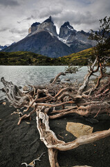 The branches of a fallen tree on the shore of Nordenskjold Lake and the Cuernos del Paine, Torres del Paine National Park, Patagonia, Chile.
