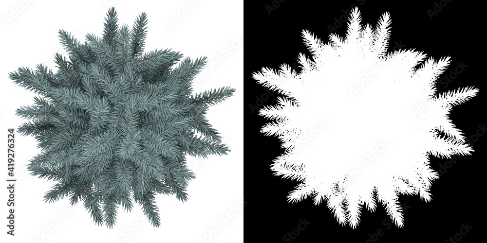 Canvas Prints top view of tree (picea pungens) png with alpha channel to cutout 3d rendering
