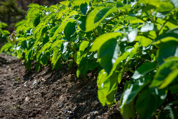 Drills or rows of organic potatoes growing in a farmer's garden. There are trees growing in a wooden area in the background.  The plants are tall, rich green with lots of leaves. The brown soil is dry