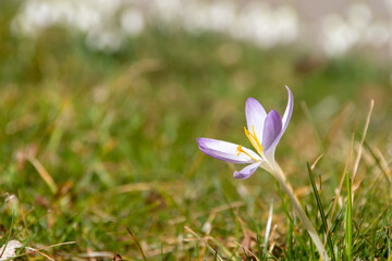 purple crocus flower in spring