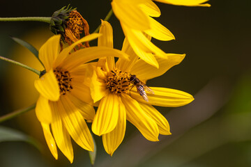 Close up of delicate yellow flowers with a black center known as Coreopsis, daisy like. The flower is on a long stem with multiple small green leaves. There's a honey bee in the centre of the flower.